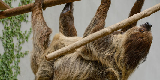 Muscles & Movement – How Sloths Are Built for Hanging