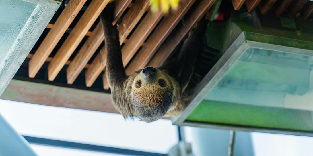 Sloth Babies & Growth – A Slow and Sweet Start to Life