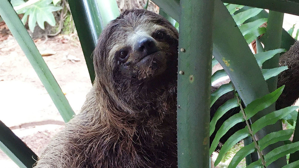 New study takes closer look at how environment affects daily life of brown-throated three-toed sloth