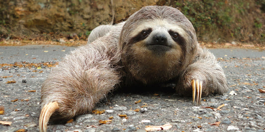 Sloth vs. Snail: Who Wins the Ultimate Slow Race?