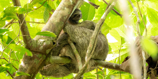 Sloth Mating And Breeding Season