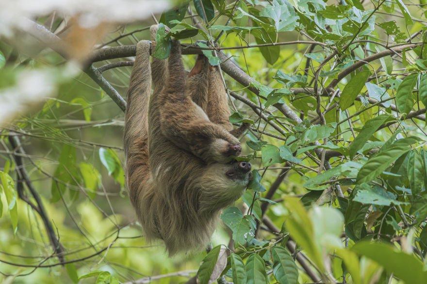A mother sloth and baby hanging together on a rainforest branch