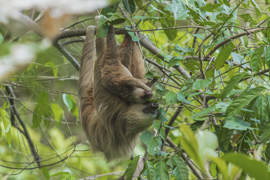 A mother sloth and baby hanging together on a rainforest branch