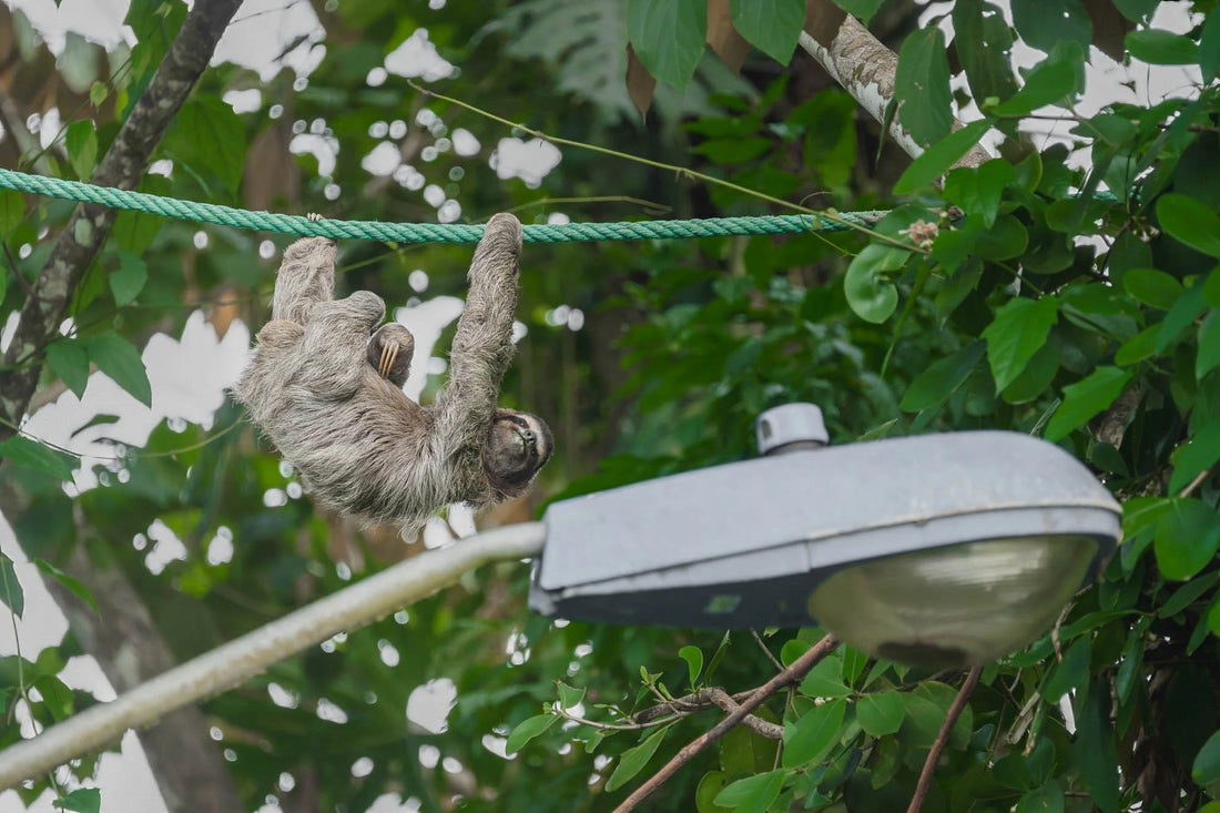 A sloth using a canopy wildlife bridge in Costa Rica