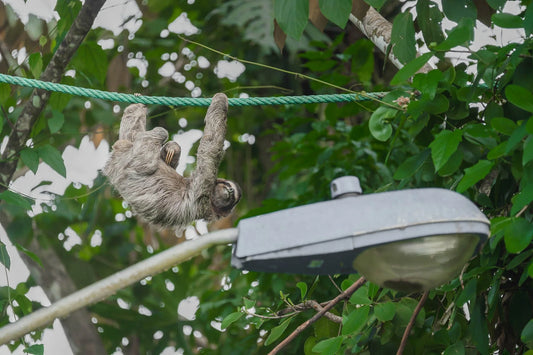 A sloth using a canopy wildlife bridge in Costa Rica